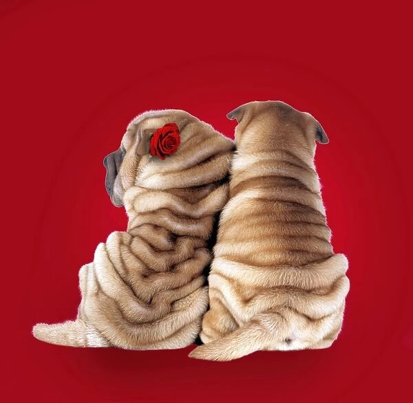 Shar Pei Dogs - Rear view of puppies sitting down. Background colour changed, added rose