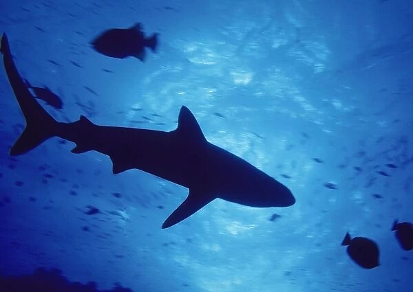 Shark and fish underwater - Underside view