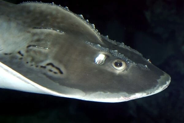 Shark Ray, tropical western Pacific, Indian Ocean