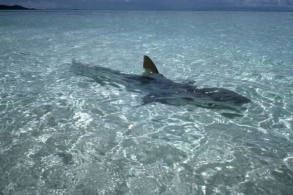 Shark in shallow water