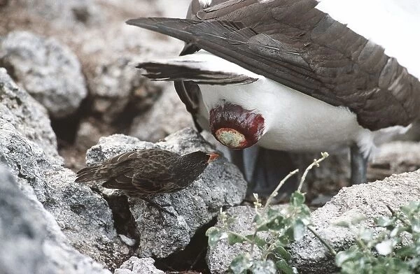 Sharp-beaked Ground Finch - taking secretion that eases egg-laying for a Masked Booby - Wolf Island, Galapagos Islands AU-1633