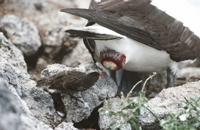Framed Print : Sharp-beaked Ground Finch - taking secretion that eases egg-laying for a Masked Booby - Wolf Island, Galapagos Islands AU-1633 Framed Print : Sharp-beaked Ground Finch - taking secretion that eases egg-laying for a Masked Booby - Wolf Island, Galapagos Islands AU-1633