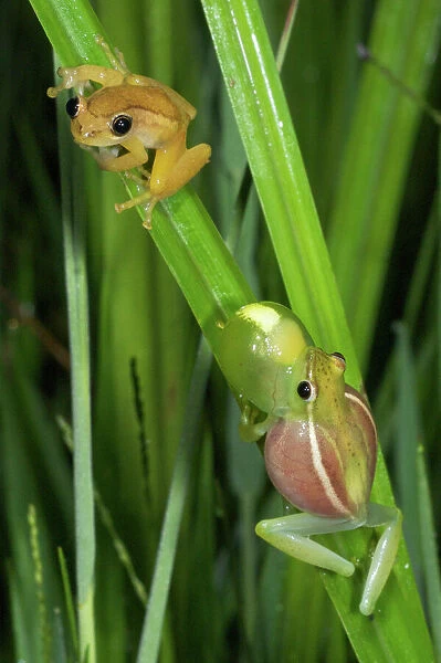 Sharp-nosed Reed Frog calling and Ethiopian Banana Frog (Afrixalus enseticola) - interaction between different species - Ethiopia - Africa