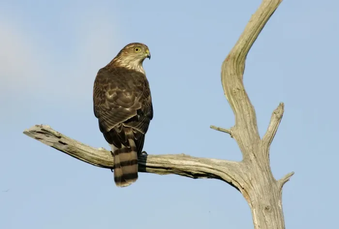 Framed Print : Sharp-shinned Hawk Framed Print : Sharp-shinned Hawk
