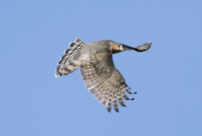 Framed Print : Sharp-shinned Hawk Framed Print : Sharp-shinned Hawk