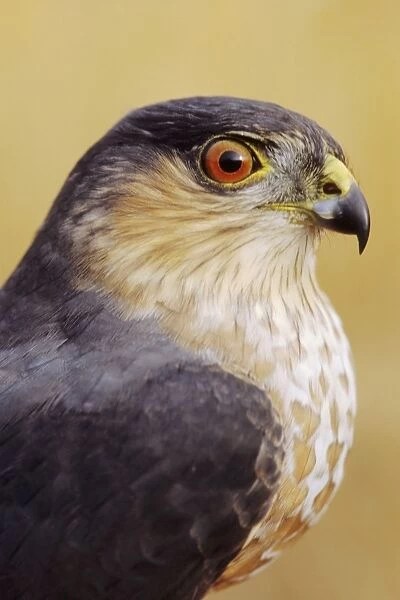 Sharp-shinned Hawk - adult bird with gray nape and red eye. Smallest member of the accipiter family. Hunts and feeds primarily on small songbirds