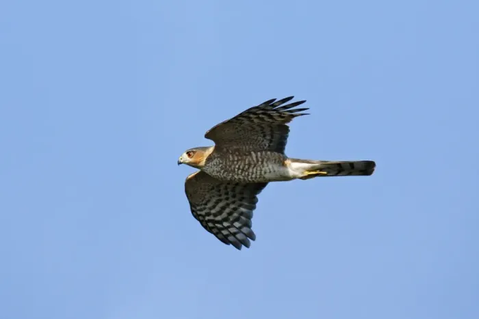 Framed Print : Sharp-shinned Hawk - adult. Smallest member of the accipiter family. Hunts and feeds primarily on small songbirds. New Jersey, USA Framed Print : Sharp-shinned Hawk - adult. Smallest member of the accipiter family. Hunts and feeds primarily on small songbirds. New Jersey, USA