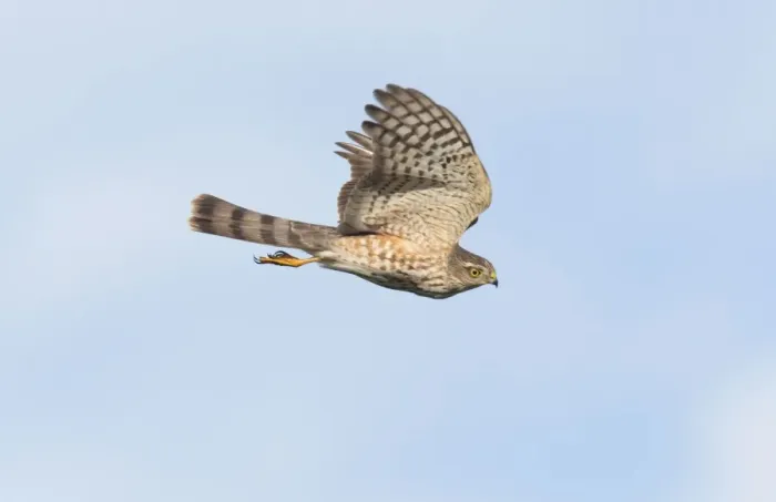 Framed Print : Sharp-shinned Hawk - immature in flight - Fall migration - Cape May - NJ - USA Framed Print : Sharp-shinned Hawk - immature in flight - Fall migration - Cape May - NJ - USA