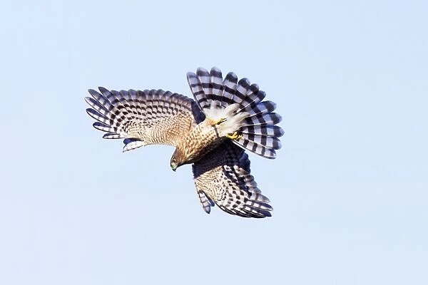 Sharp-shinned Hawk - Immature in flight - Smallest