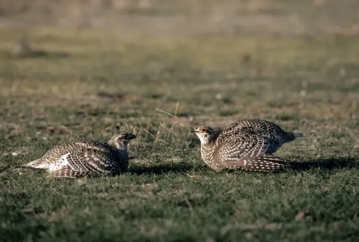 Framed Print : Sharp-tailed Grouse - two males facing across boundary Framed Print : Sharp-tailed Grouse - two males facing across boundary