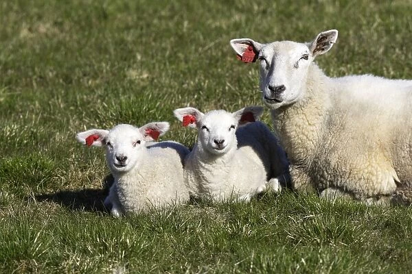 Sheep - adult and two lambs with tags in ears. Norway