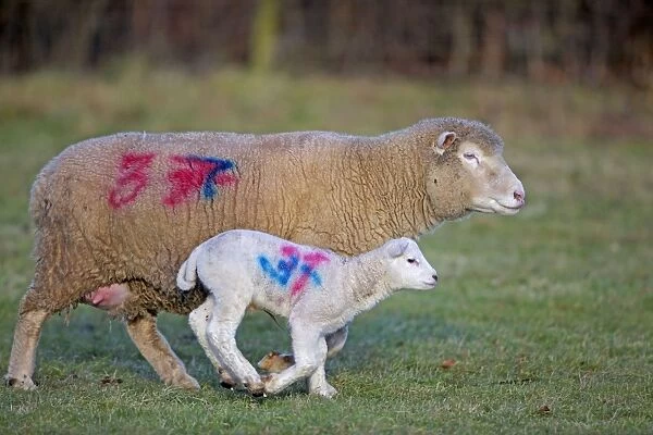 Sheep - adult with young - Herefordshire - England - UK