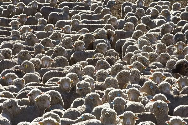 Sheep - close-up of flock