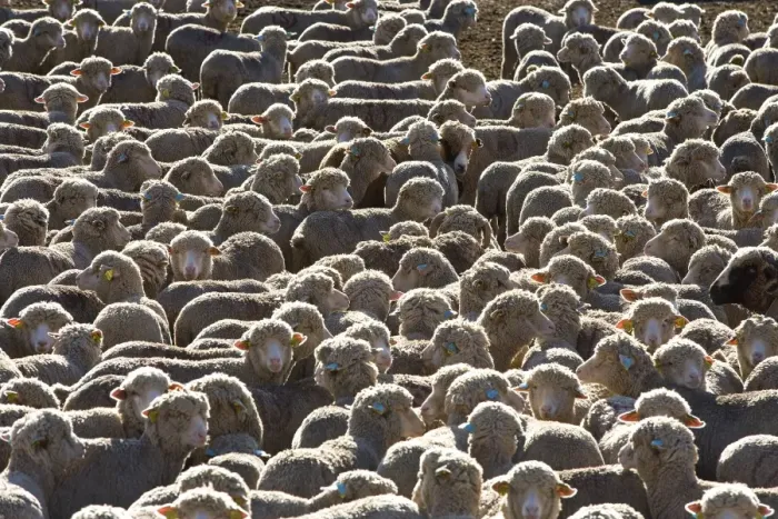Framed Print : Sheep - close-up of flock Framed Print : Sheep - close-up of flock