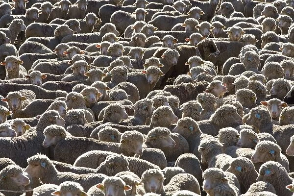 Sheep - close-up of flock