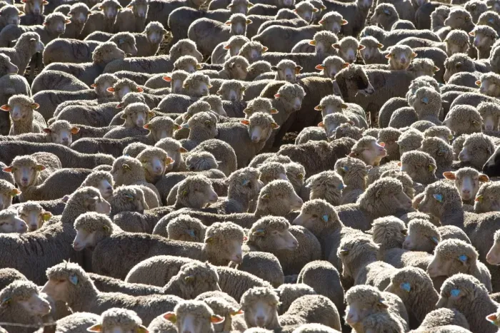 Framed Print : Sheep - close-up of flock Framed Print : Sheep - close-up of flock