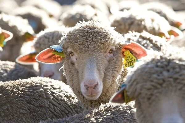 Sheep - close-up of sheep's face amongst flock