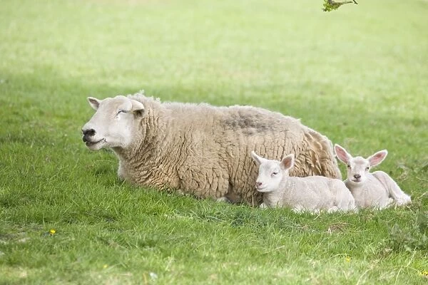 Sheep Ewe with two lambs Buxton Derbyshire UK