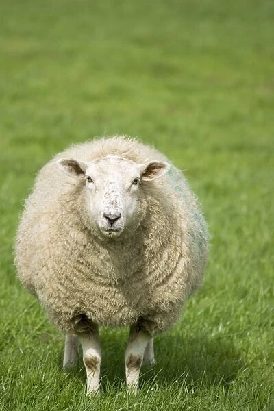 Sheep - Ewe Norfolk UK
