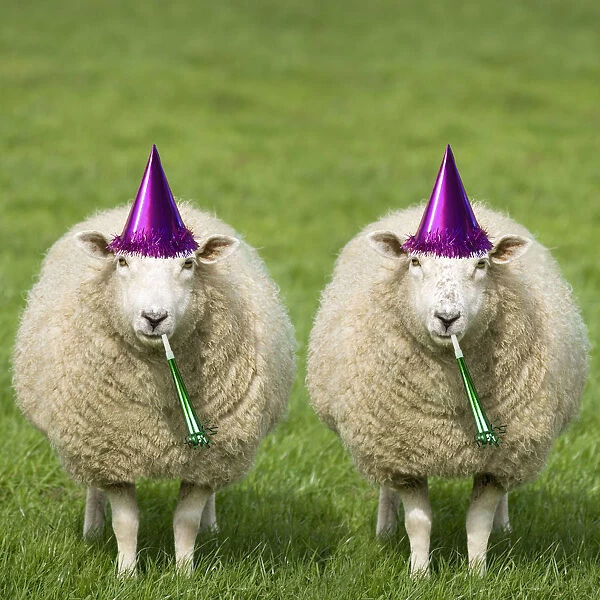 Sheep - Ewes with birthday party hats and party