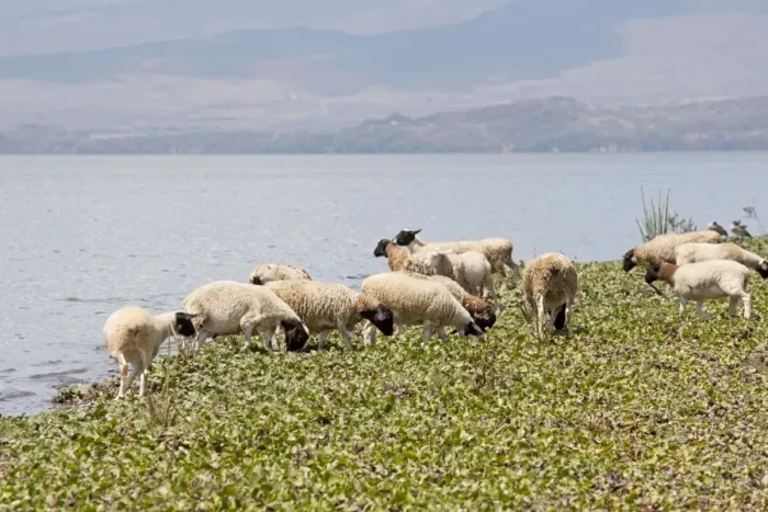 Framed Print : Sheep feeding on water hyacinth Lake Naivasha Kenya