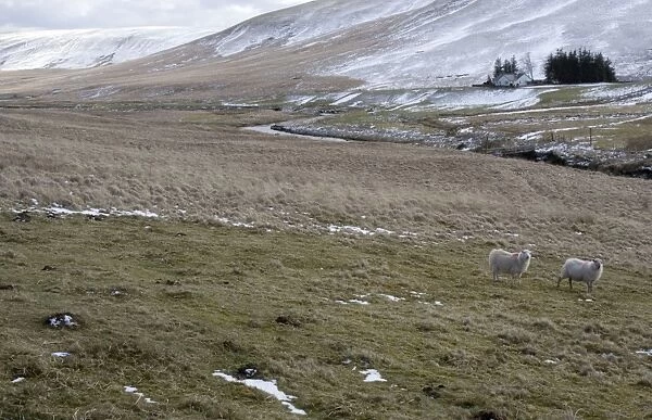 Sheep in field, Elan Valley, North Wales, UK