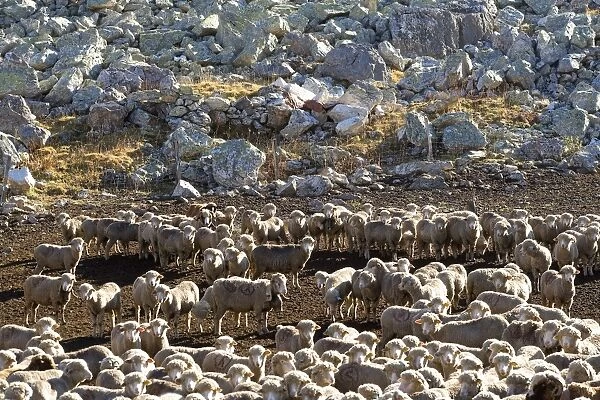 Sheep - flock
