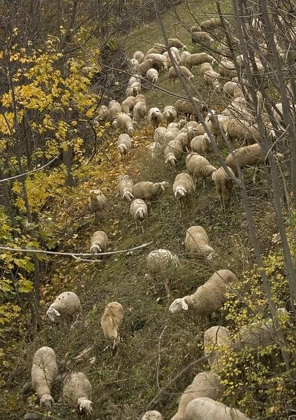Sheep flock in glade amongst trees in autumn. Italian maritime alps