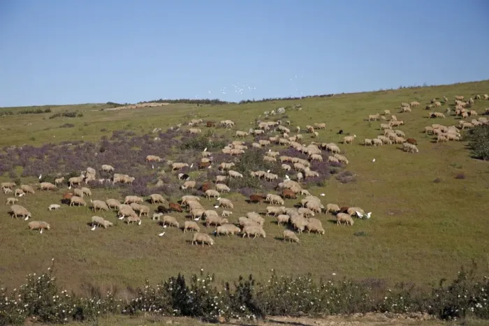 Framed Print : Sheep - flock of Merino grazing on hill land, Herdade de Sao Marcos Great Bustard Reseve and NP, beside township Castro Verde, Alentejo, Portugal Castro Verde region in Portugal is a mineral rich area of rolling hills known as a pene plain Framed Print : Sheep - flock of Merino grazing on hill land, Herdade de Sao Marcos Great Bustard Reseve and NP, beside township Castro Verde, Alentejo, Portugal Castro Verde region in Portugal is a mineral rich area of rolling hills known as a pene plain