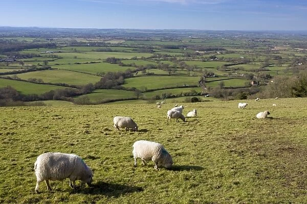 Sheep - grazing - Looking west over the Blackmore Vale - from Ibberton Hill - Dorset - UK