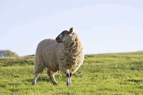 Sheep On hillside pasture Peak District Derbyshire UK