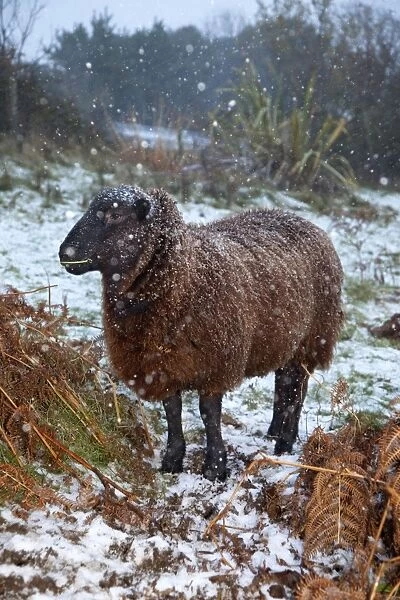 Sheep - Jacob cross - in the snow - Cornwall - UK
