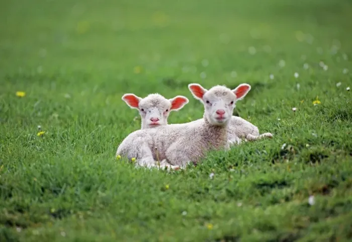 Framed Print : Sheep JD 12610E x 2 Lambs © John Daniels / ardea. com Framed Print : Sheep JD 12610E x 2 Lambs © John Daniels / ardea. com