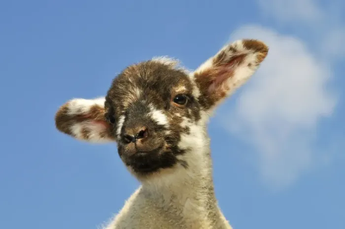 Framed Print : Sheep - lamb against blue sky Framed Print : Sheep - lamb against blue sky