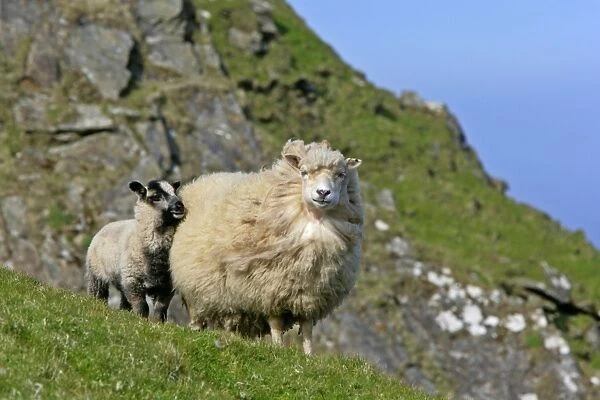 Sheep lamb cuddling up to mother Hermaness Nature Reserve, Unst, Shetland Isles, Scotland, UK