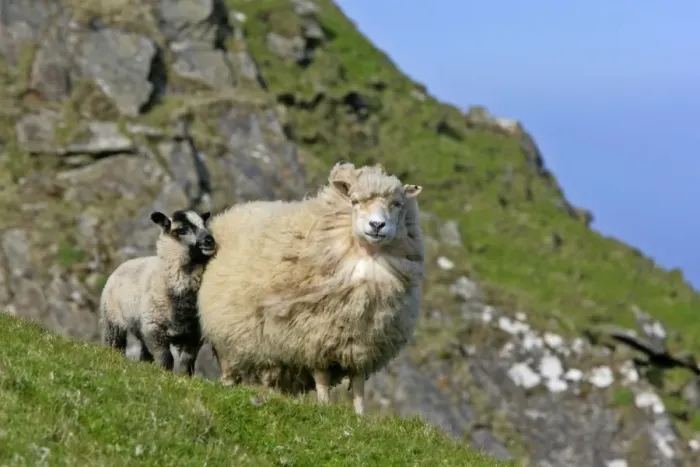 Framed Print : Sheep lamb cuddling up to mother Hermaness Nature Reserve, Unst, Shetland Isles, Scotland, UK Framed Print : Sheep lamb cuddling up to mother Hermaness Nature Reserve, Unst, Shetland Isles, Scotland, UK