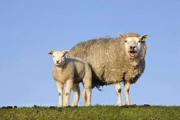 Sheep with lamb on dyke bleating - Texel - island - Netherlands