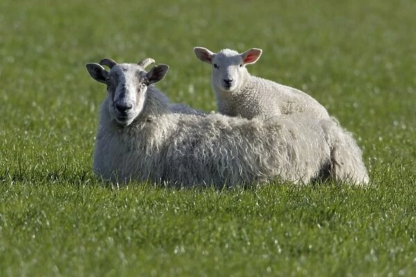 Sheep - Lamb sitting on ewe's back Northumberland, England