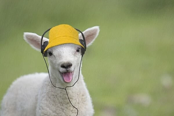 Sheep lamb smiling and happy with mouth open wearing hat listening to headphones