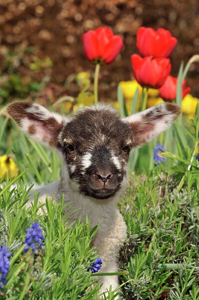 Sheep - lamb in spring flowers