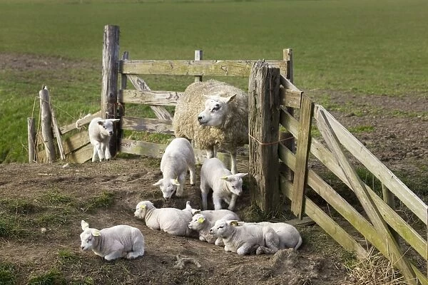 Sheep with lambs in corral - Texel - island - Netherlands