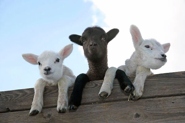 SHEEP - Three lambs looking over fence