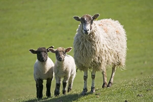 sheep - Masham ewe with young lambs on fresh pasture. Cotswolds - UK