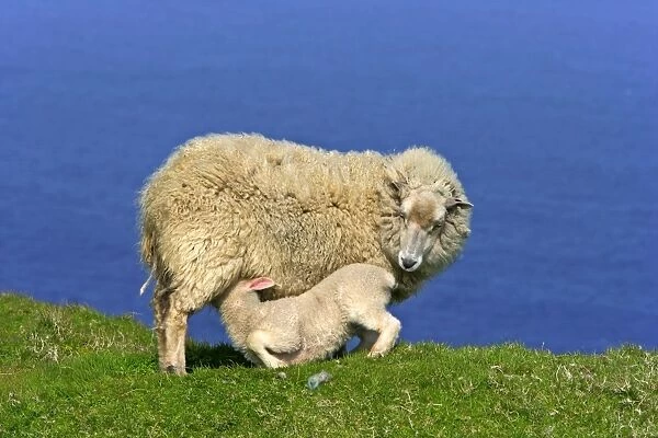 Sheep mother suckling her young Hermaness Nature Reserve, Unst, Shetland Isles, Scotland, UK