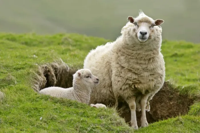 Framed Print : Sheep mother and young looking out Hermaness Nature Reserve, Unst, Shetland Isles, Scotland, UK Framed Print : Sheep mother and young looking out Hermaness Nature Reserve, Unst, Shetland Isles, Scotland, UK