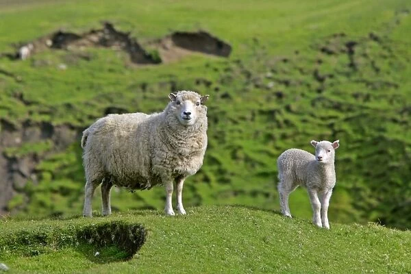 Sheep - mother and young standing amidst green hills looking into camera