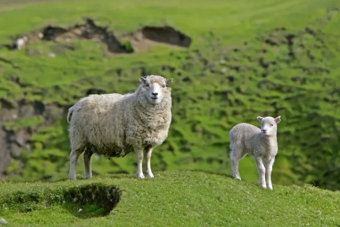Framed Print : Sheep mother and young standing amidst green hills looking into camera Hermaness Nature Reserve, Unst, Shetland Isles, Scotland, UK Framed Print : Sheep mother and young standing amidst green hills looking into camera Hermaness Nature Reserve, Unst, Shetland Isles, Scotland, UK