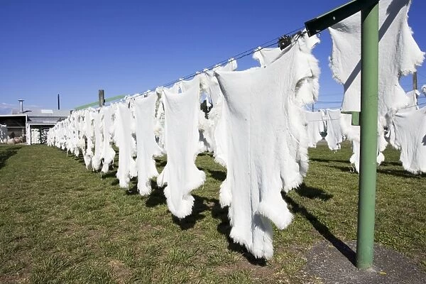 Sheep - Sheepskins drying  /  curing on line in sun. Napier - North Island - New Zealand