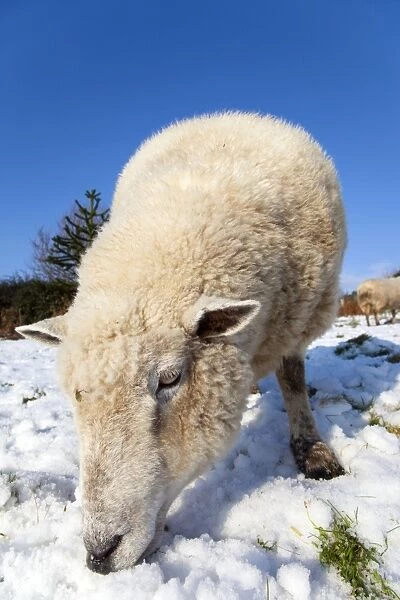 Sheep - in the snow - Cornwall - UK