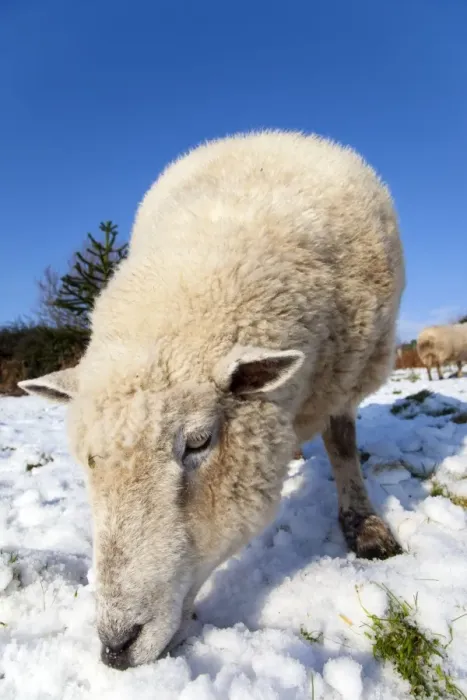 Framed Print : Sheep - in the snow - Cornwall - UK Framed Print : Sheep - in the snow - Cornwall - UK
